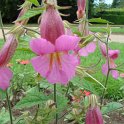 Rehmannia elata fleur